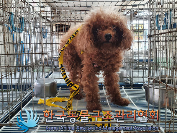 한국동물구조관리협회_411304202300515